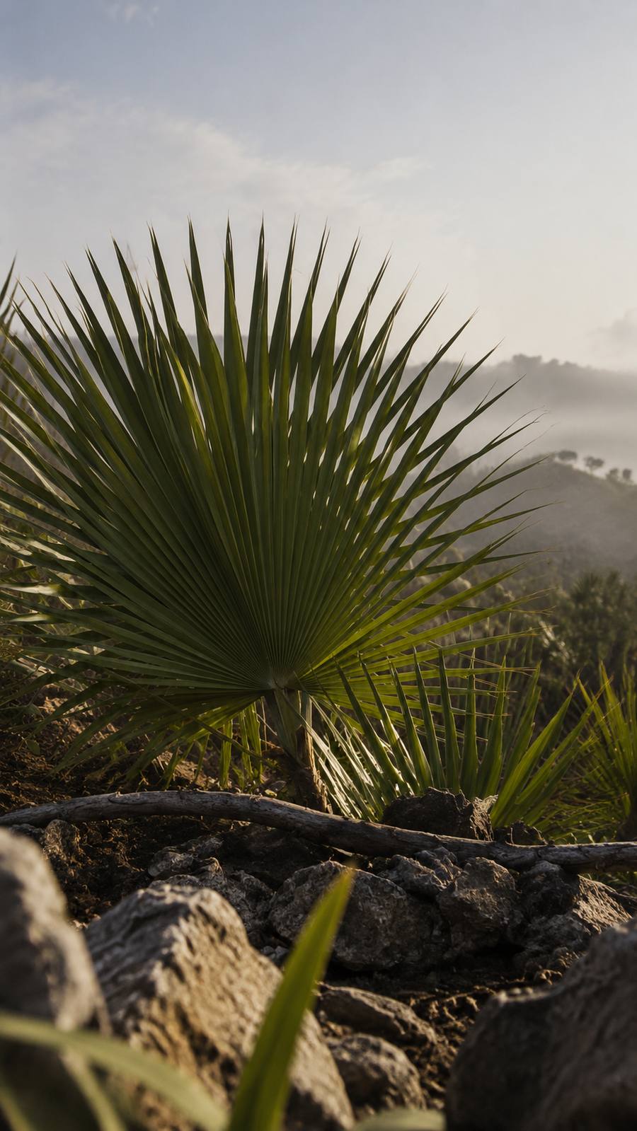 Hoja de palma de iraca abierta en abanico, todavía en la planta.